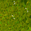 Figure 5: