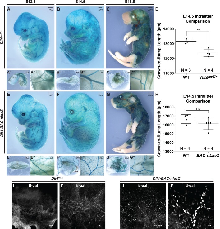 A novel reporter allele for monitoring Dll4 expression within the ...