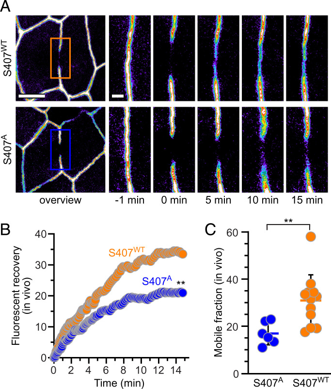 Fig. 6.