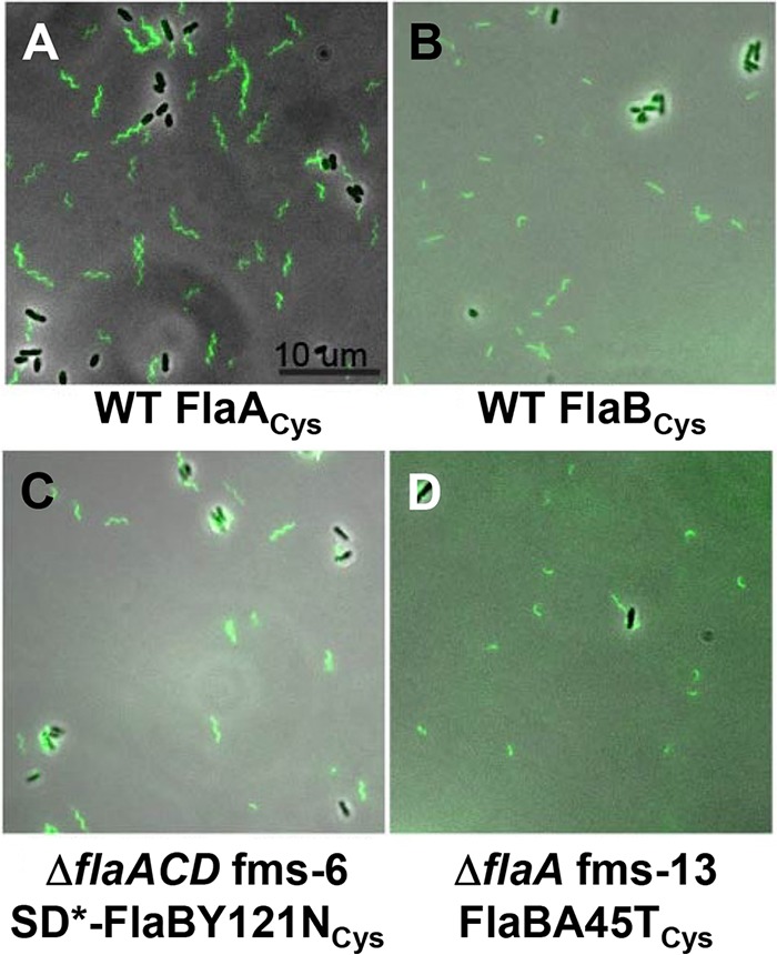 FIG 6