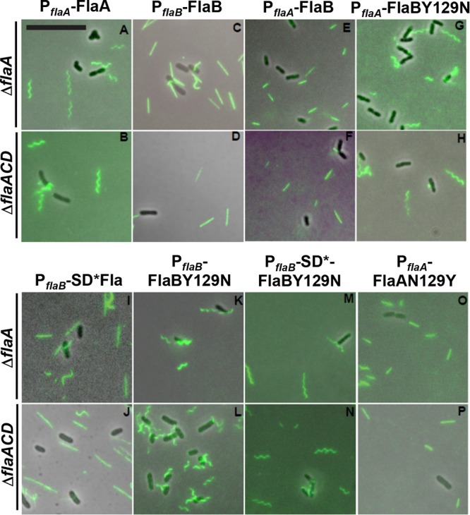 FIG 10