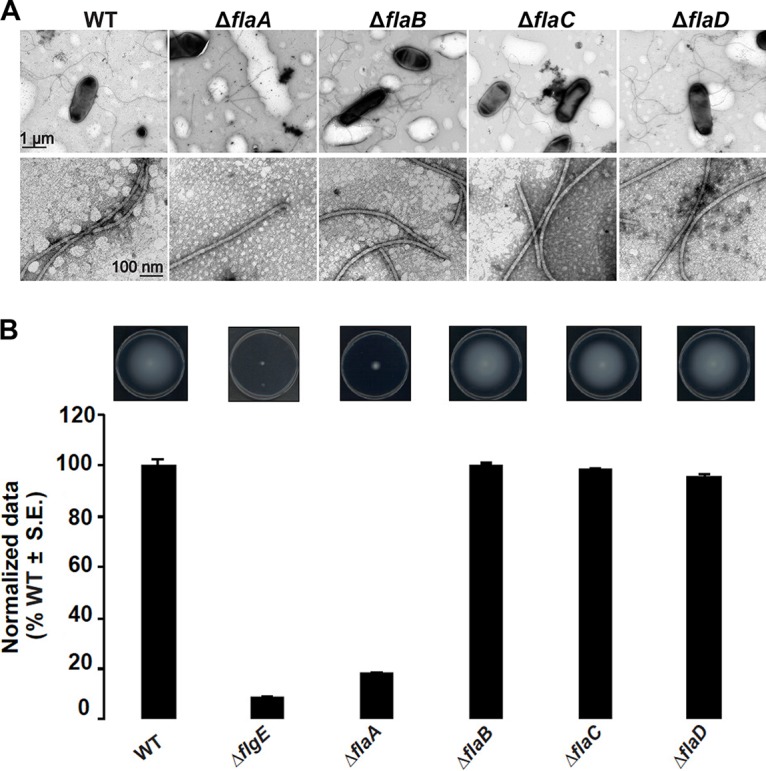 FIG 1