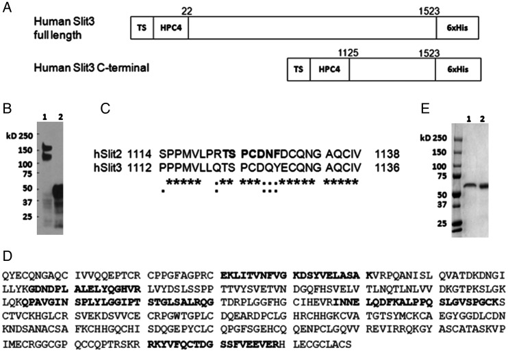 Fig. 1.