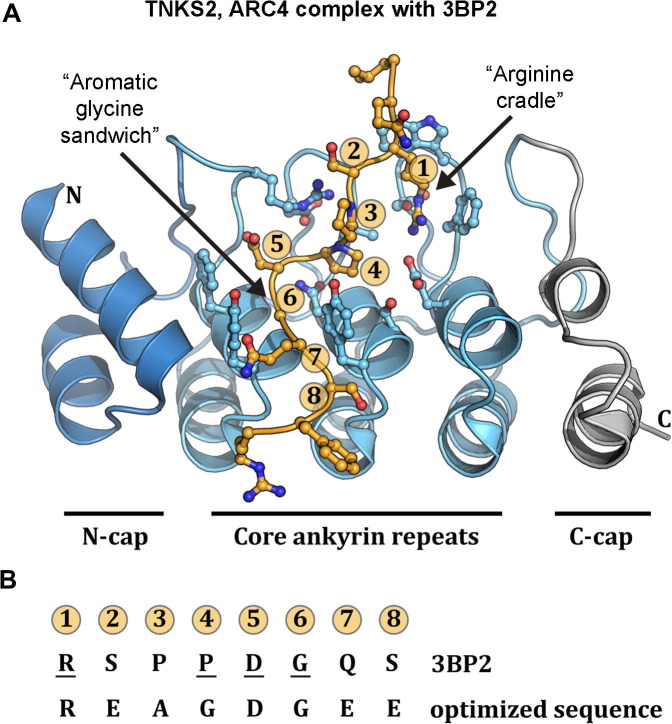 Fig. 8