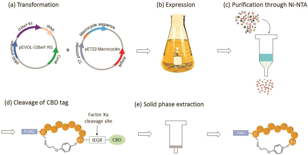 Figure 5.