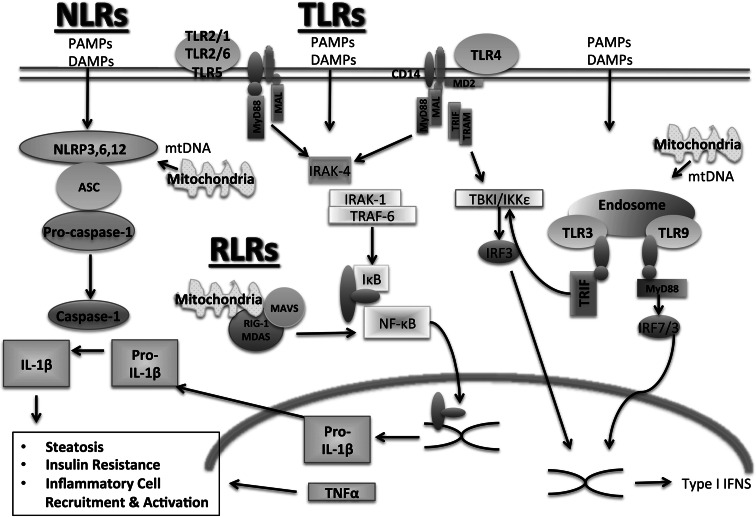 Fig. 2