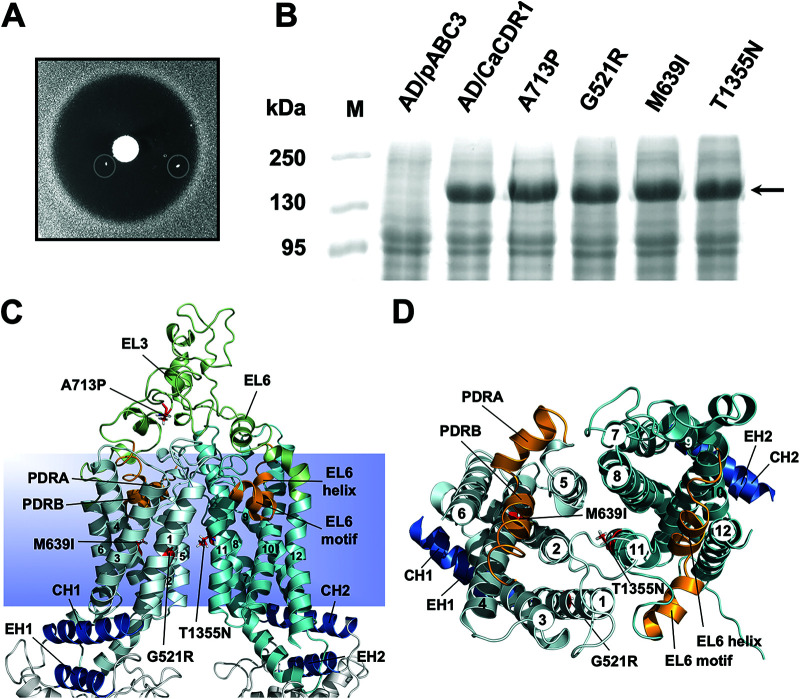 FIG 1