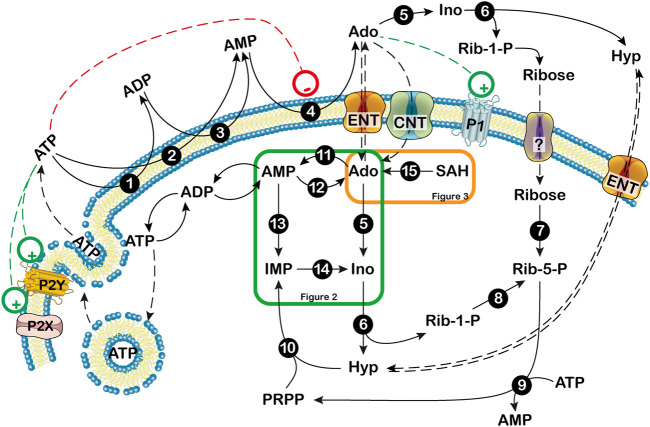 FIGURE 1