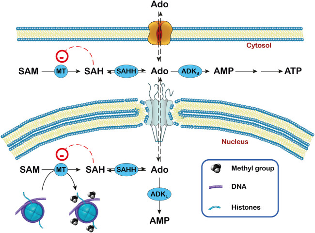 FIGURE 3