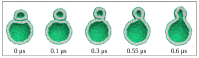 Figure 33