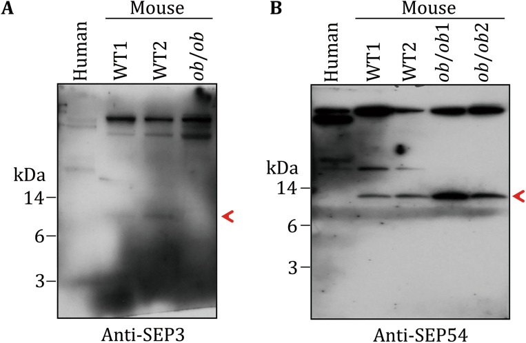 Fig. 6