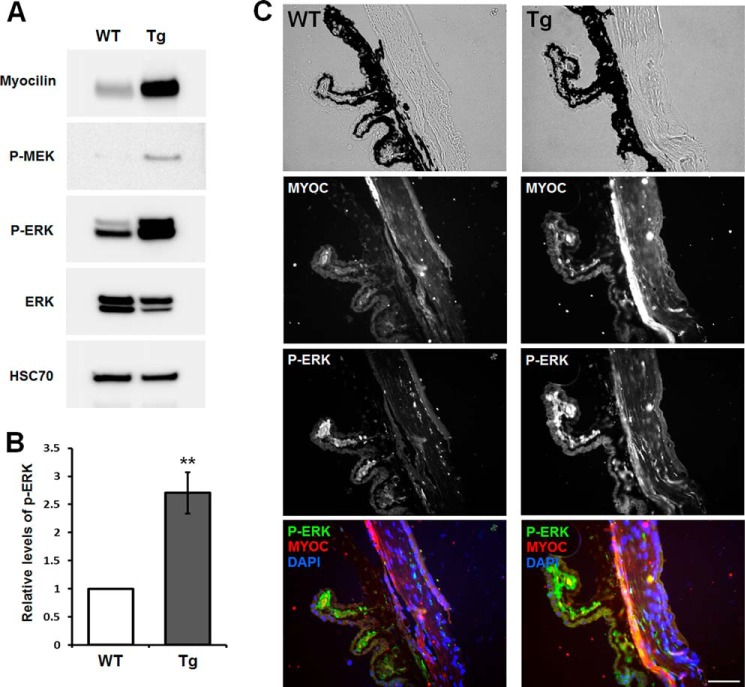 FIGURE 10.