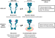 Figure 6. Common mechanism of oncogenicity and unique pharmacology of HER2 allosteric mutations. HER2 WT monomers in an extended state can either homodimerize or heterodimerize with other ERBB family members in a dynamic manner to facilitate the regulation of normal ERBB signaling activities (indicated by yellow). HER2 dimer interfaces mainly involve the cysteine-rich domains, CR1 and CR2, of the ECD, the TMD, the JMD, and the intracellular KD. The asymmetrical dimerization of KD is required for HER2 activation. WT HER2 is targeted by the HER2-selective antibody, trastuzumab, which readily binds to the ECD to reduce the cell surface expression of HER2, and the tyrosine kinase inhibitor, lapatinib, which shows high efficacy toward WT HER2. In comparison, allosteric HER2 oncogenic mutants display one of several features, such as free cysteine and increased hydrophobicity (the S310F position and the dimer arm region are shown in purple), that promotes covalent or stable HER2 homodimerization and constitutive activation of HER2 signaling (indicated by red and yellow circles). Intracellular KD mutations that increase its asymmetrical dimerization contribute to HER2 activation through inside-out signaling. Conformational changes induced by allosteric mutations have resulted in reduced pharmacologic effects due to altered antibody binding sites and the TKI-induced dimerization of HER2 mutants.