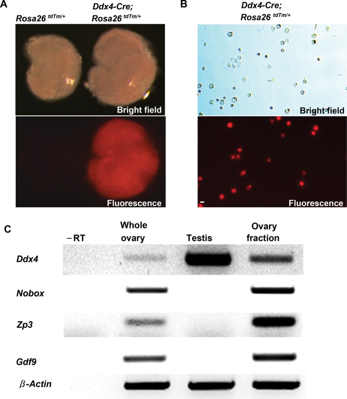 Figure 1