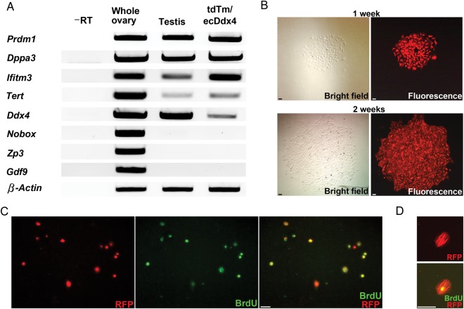 Figure 3