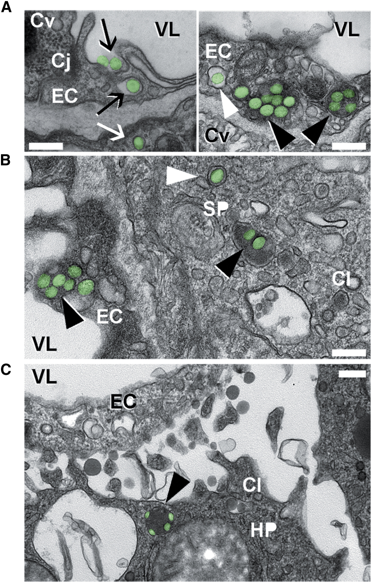 Figure 5