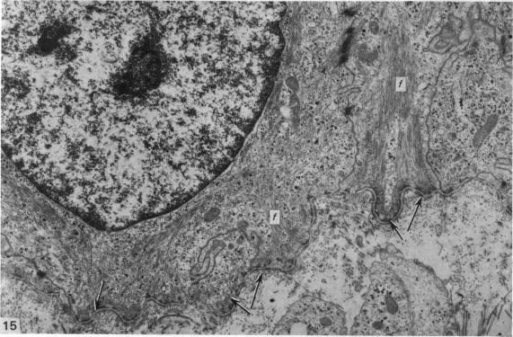 Fig. 15