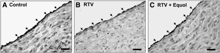 FIGURE 3 