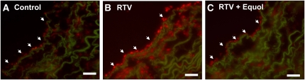 FIGURE 5 