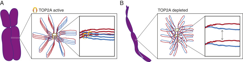 Fig. 9.