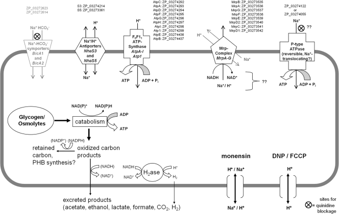 Fig. 7.