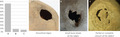 graphic file with name JOA-237-1049-g008.jpg
