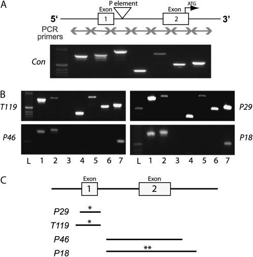 Figure 2.—