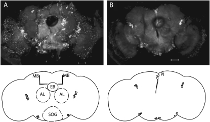 Figure 7.—