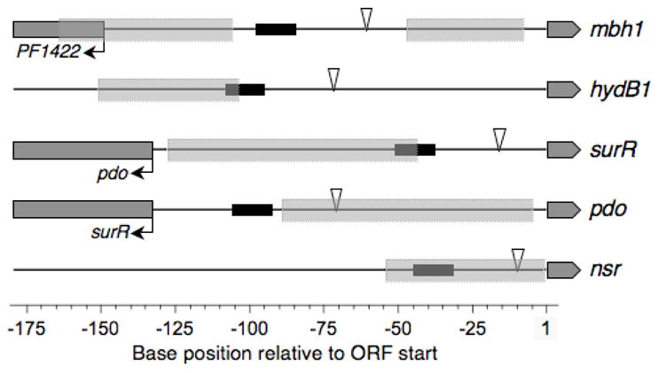 Fig. 8