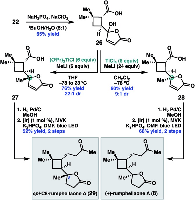 Scheme 5