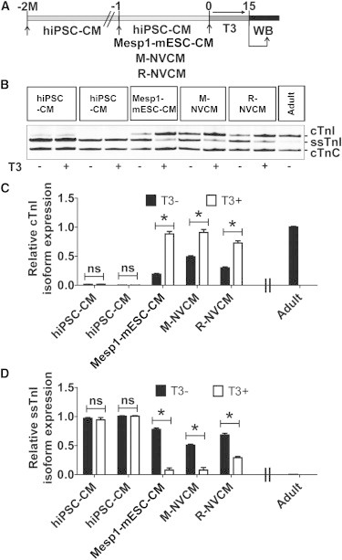 Figure 4