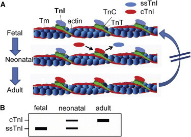 Figure 6