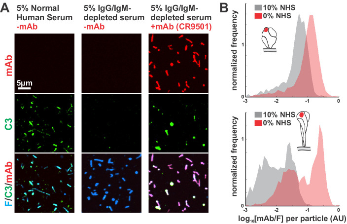 Figure 1—figure supplement 4.