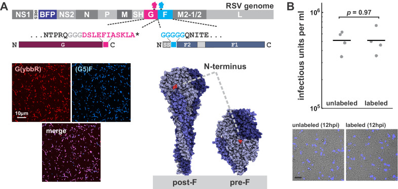 Figure 1—figure supplement 1.