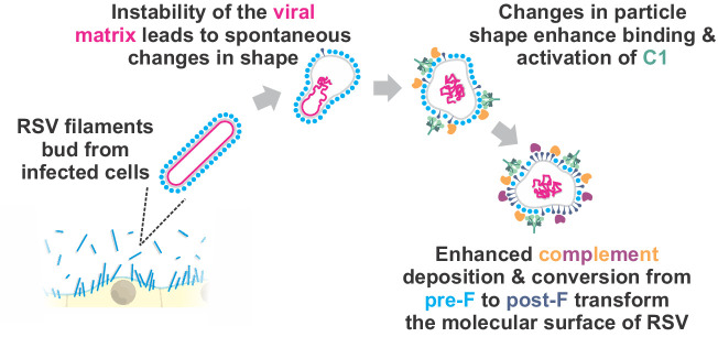 Figure 6—figure supplement 3.