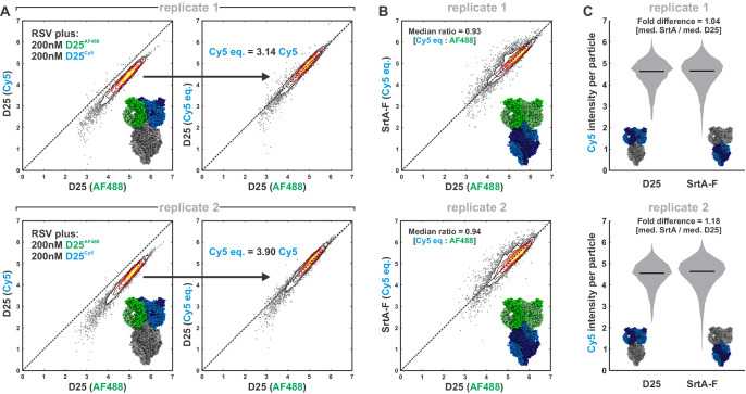 Figure 1—figure supplement 3.