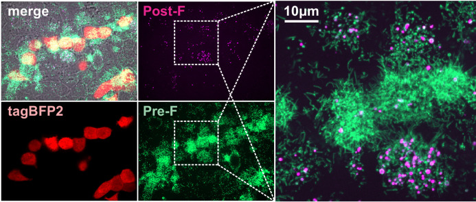 Figure 5—figure supplement 1.