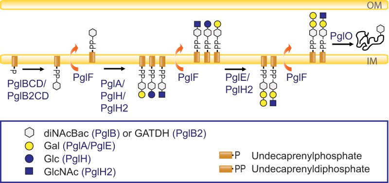 FIG 1