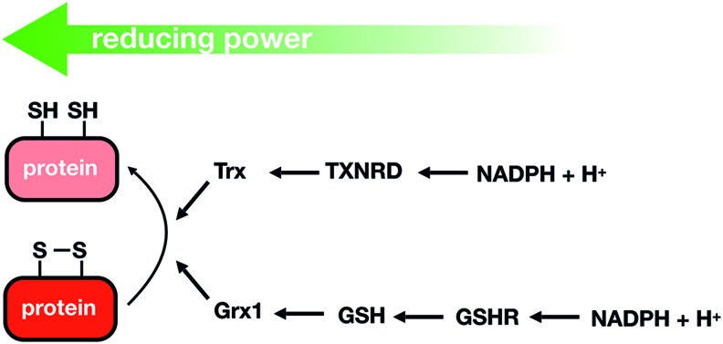 FIG. 1.