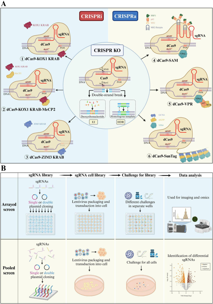 Identification Of Host Factors For Livestock And Poultry Viruses Genome Wide Screening