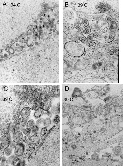 FIG. 4.