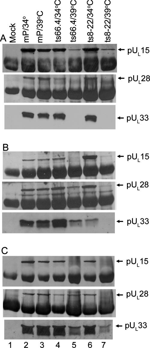 FIG. 5.