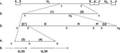 FIG. 1.