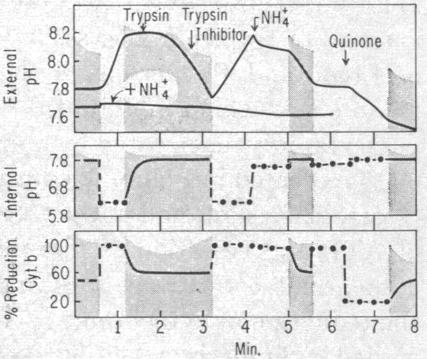 graphic file with name pnas00108-0311-a.jpg