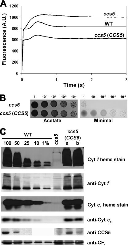 FIGURE 5.