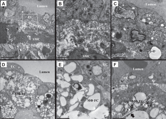 Figure 2)