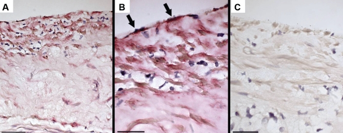 Figure 5)