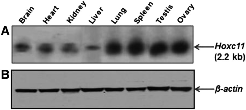 FIG. 5.