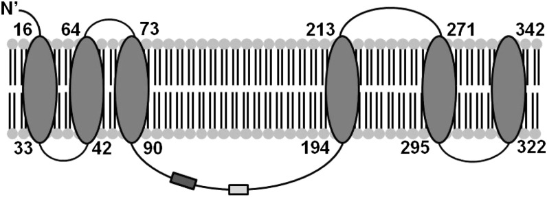 FIGURE 1