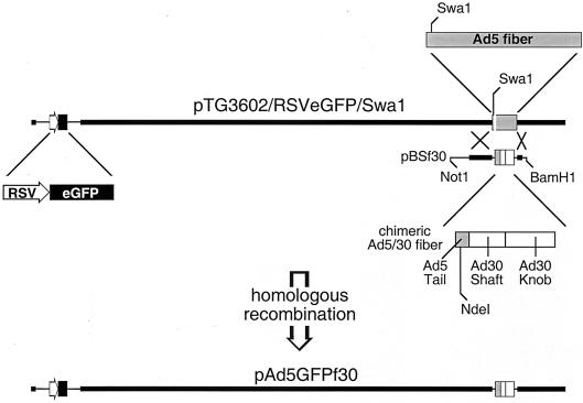 FIG. 2.